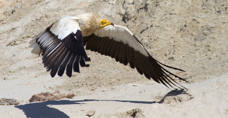 Egyptian Vulture © Alireza Hashemi