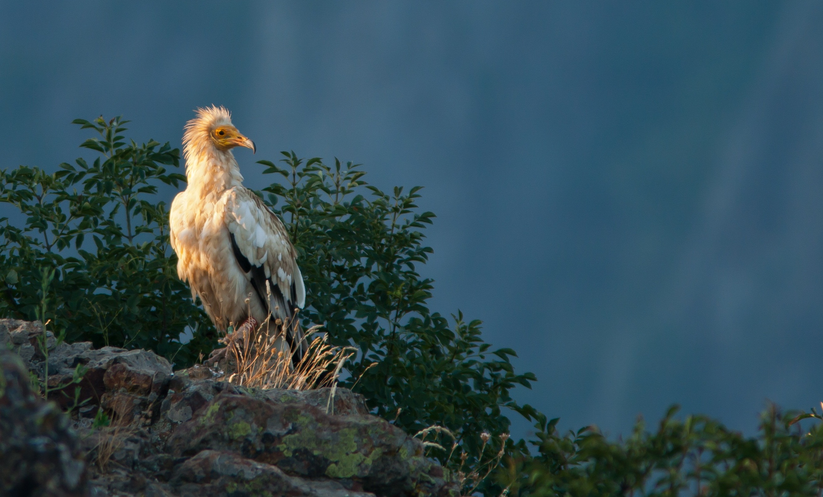 Egyptian Vulture (Neophron percnopterus)