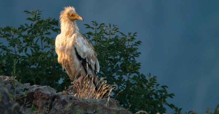 Egyptian Vulture © Sergey Dereliev
