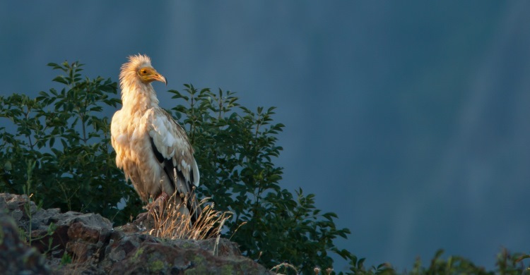 Egyptian Vulture (Neophron pernopterus)  © 2007 Sergey Dereliev (UNEP/AEWA), www.dereliev-photography.com