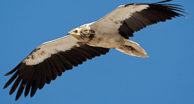 Egyptian Vulture © Torsten Prohl