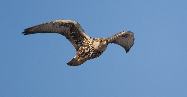 © Gabor Papp / www.raptorimages.hu