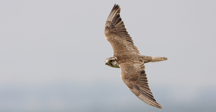 Saker Falcon (Falco cherrug) © András Kovács, raptorimages.hu