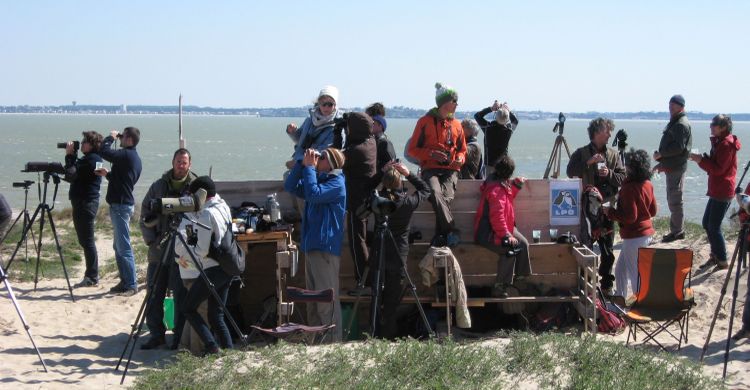 bird-watchers at Pointe de Grave, France © Nick P. Williams 