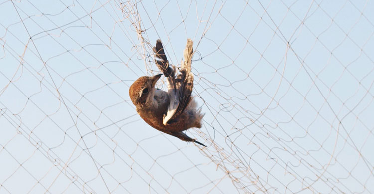 Trapped Migratory Bird © Basem Rabia
