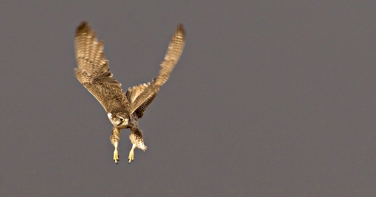 Female Saker Falcon. © Gabor Papp www.raptorimages.hu
