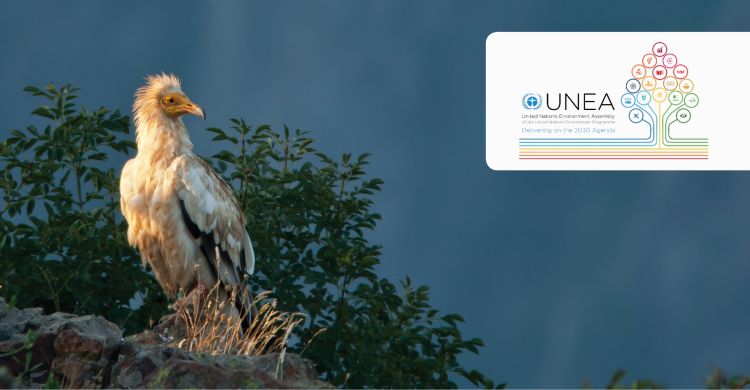Egyptian Vulture  © Sergey Dereliev, www.dereliev-photography.com