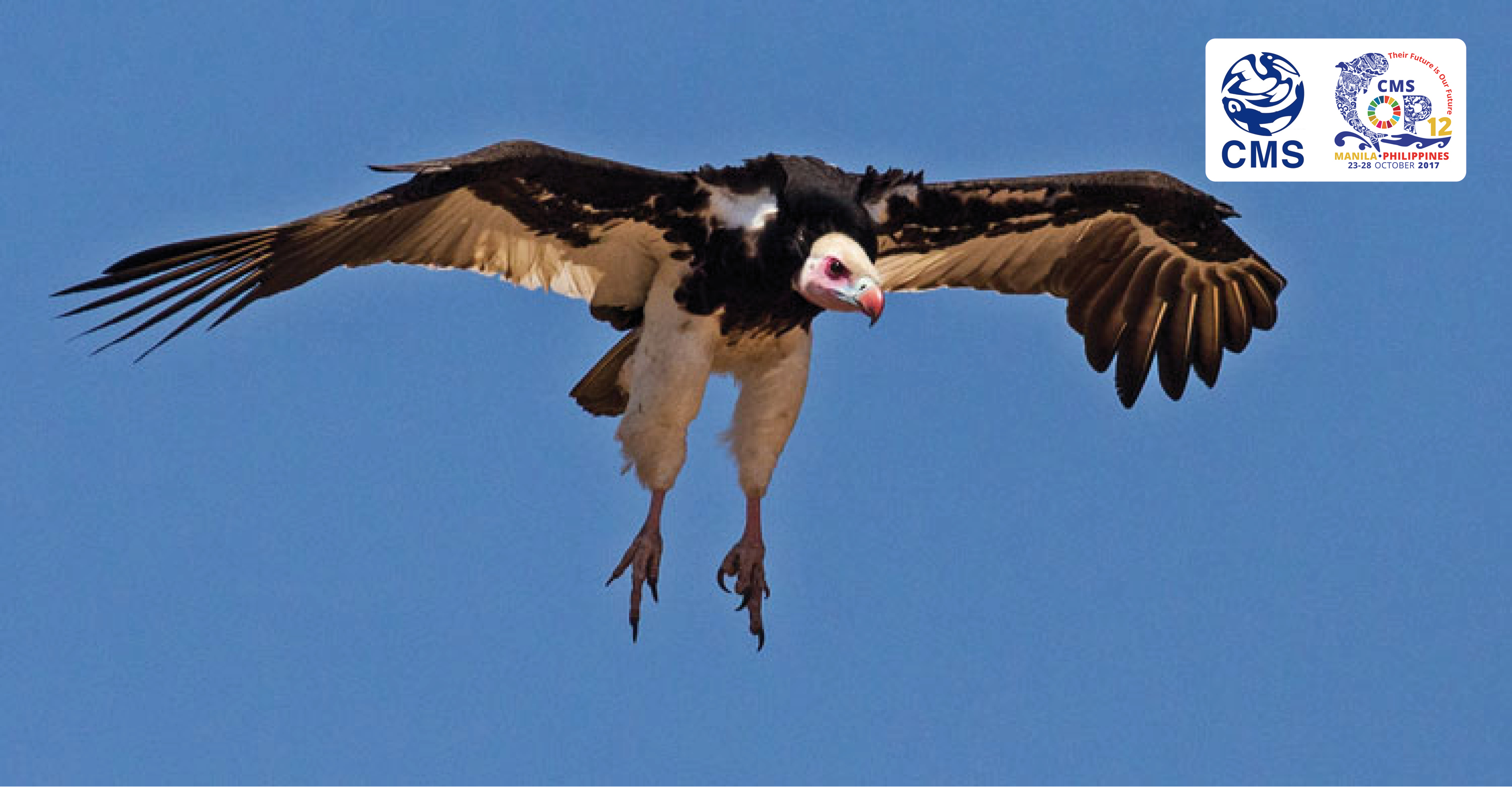 White-headed Vulture © Andre Botha 