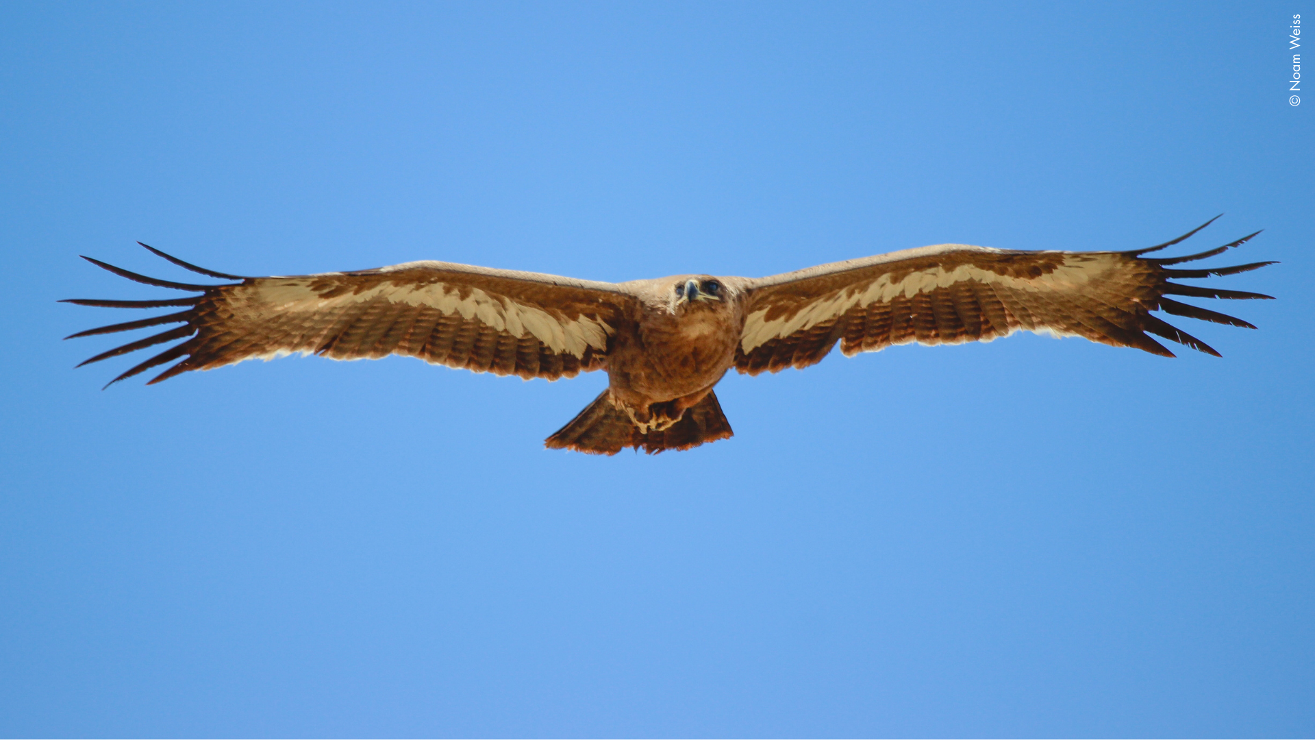 Steppe Eagle (Aquila nipalensis) © Noam Weiss