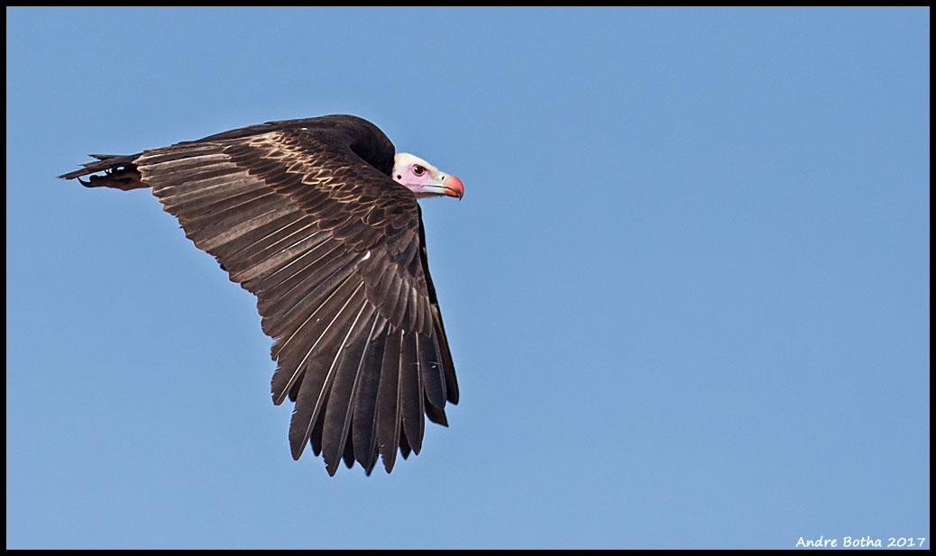 White headed vulture @A.Botha