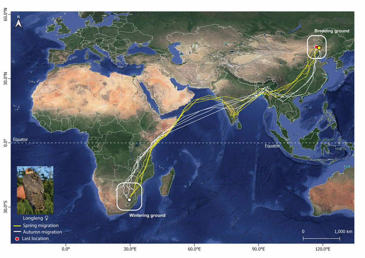 Longleng, a female Amur Falcon satellite tagged in November 2016 has been active for a record duration of 1370 days © Wildlife Institute of India