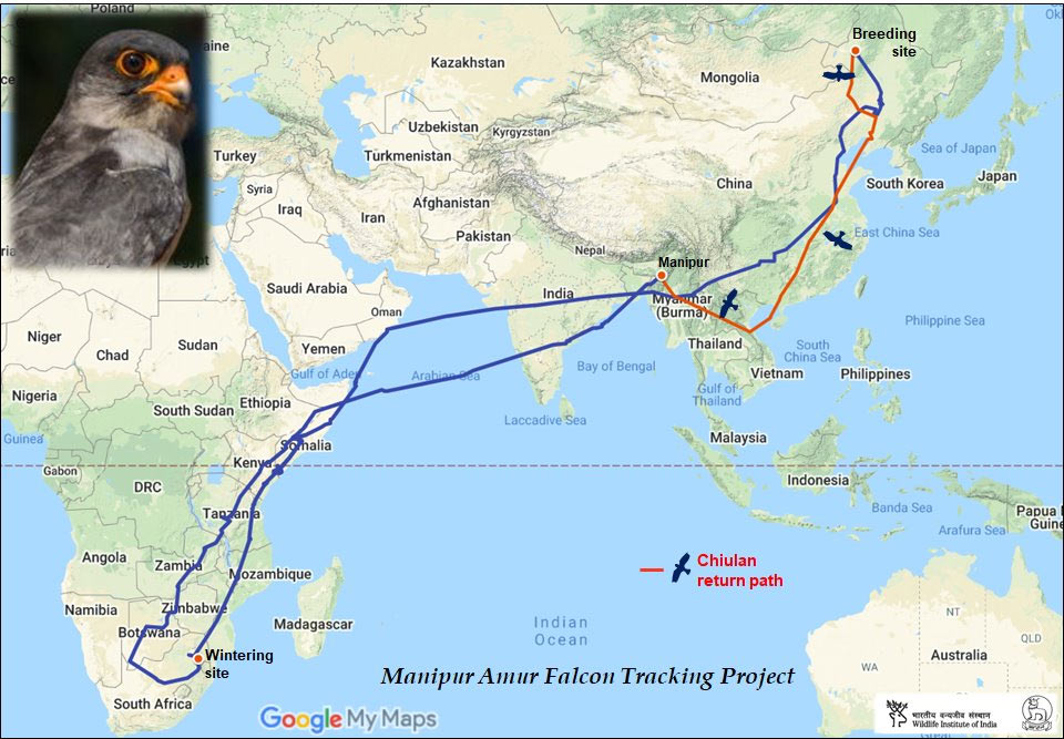 Chiulan's journey under Manipur Amur Falcon Tracking Project © Wildlife Institute of India