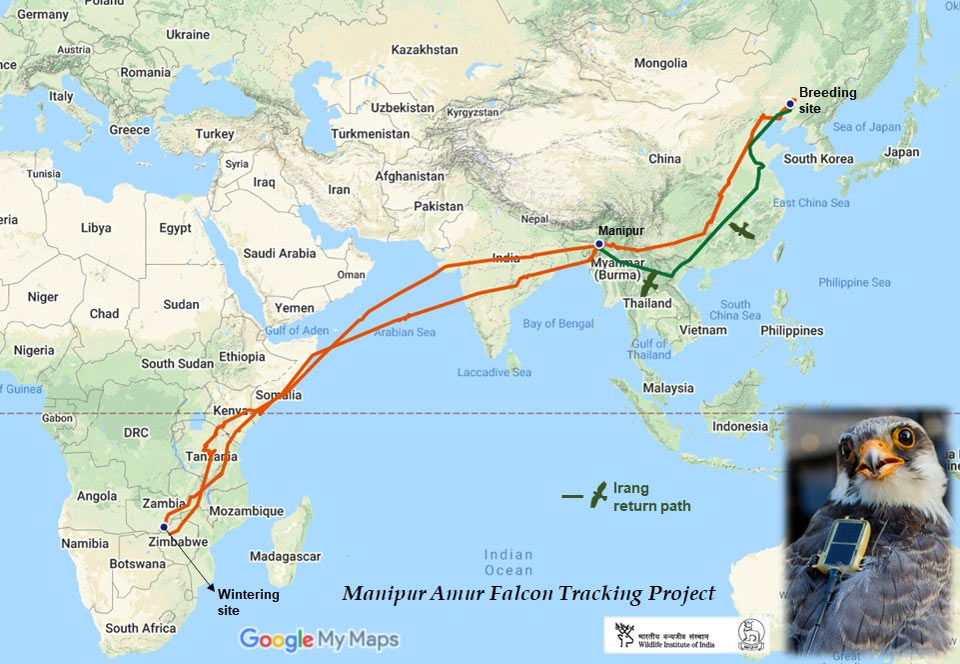 Irang's journey under Manipur Amur Falcon Tracking Project © Wildlife Institute of India