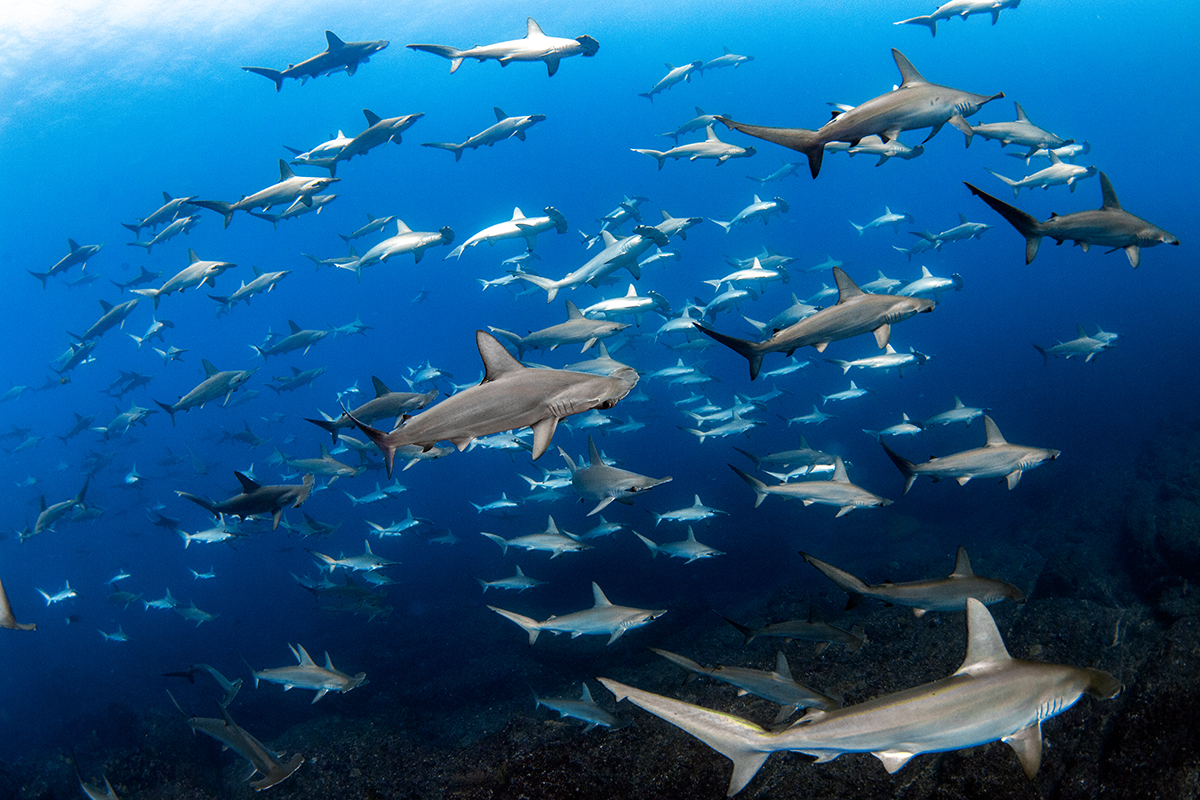 Sharks