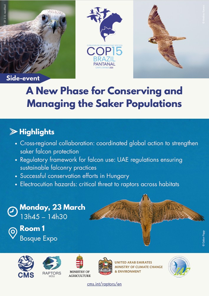 A new phase for conserving and managing saker falcon populations