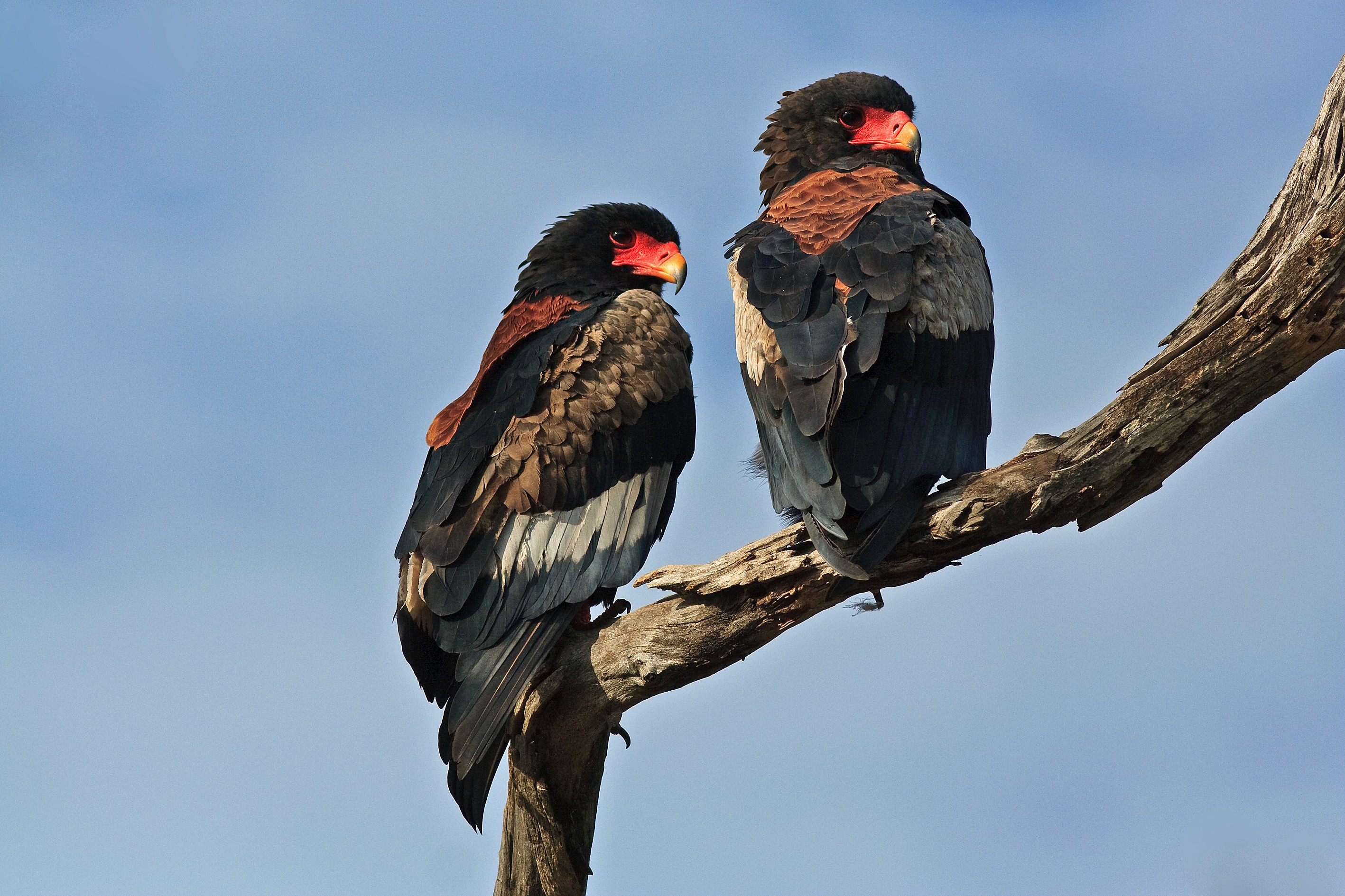 bateleurs
