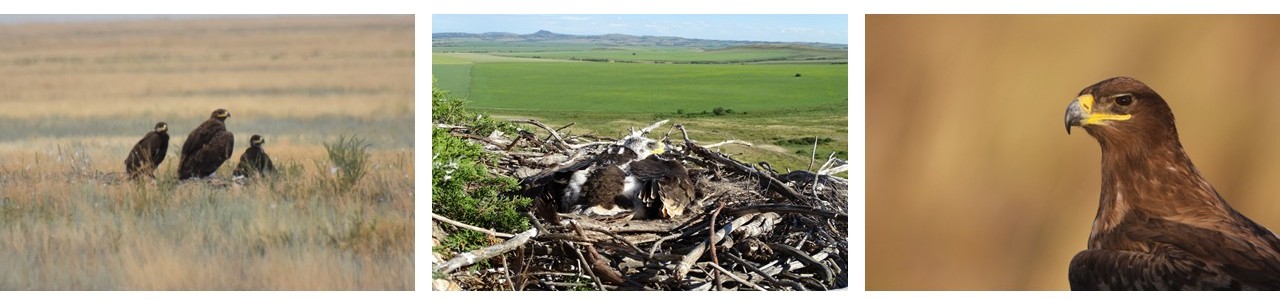 Nests, Portrait
