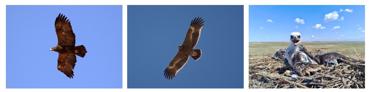 Steppe eagle at nest, juv and adult