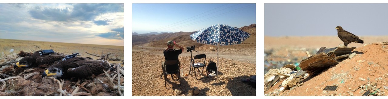 Satellite tagged juveniles and monitoring un the ME