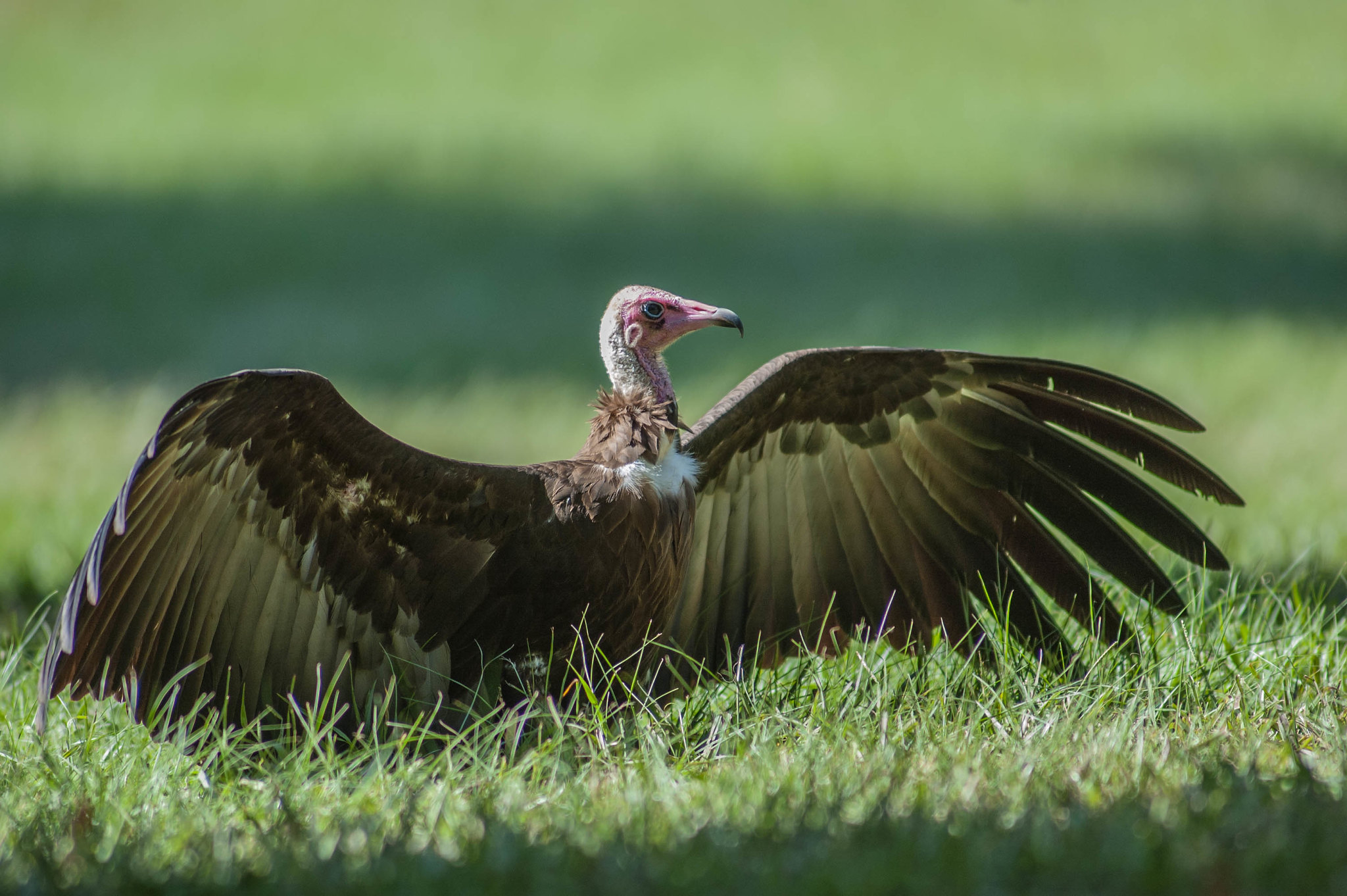 Hooded vulture in The Gambia. Photo by Pete Richman (CC BY 2.0)