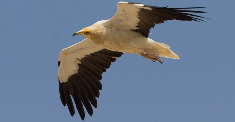 Vautour percnoptère  © Mike Barth