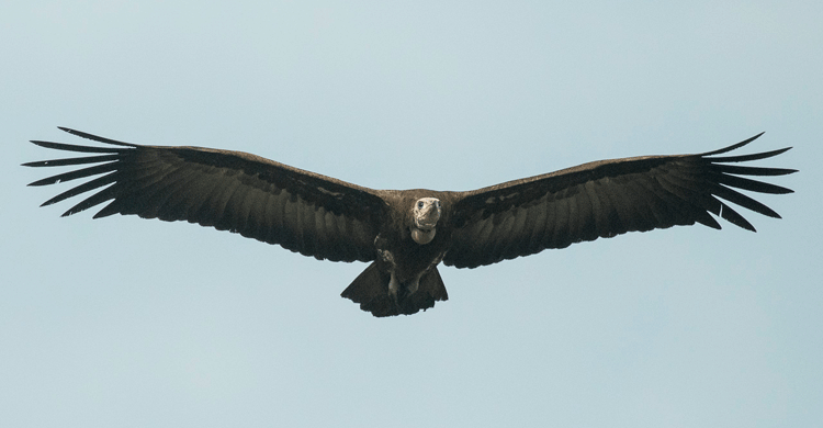 By Francesco Veronesi from Italy (Hooded Vulture - Gambia 17_CD5A2707) [CC BY-SA 2.0 (http://creativecommons.org/licenses/by-sa/2.0)], via Wikimedia Commons