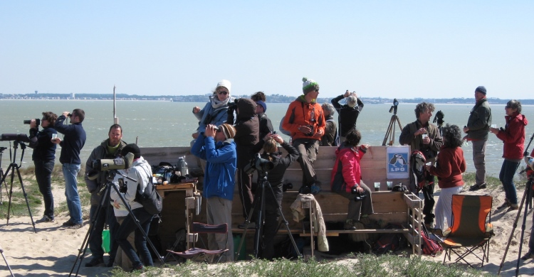 Jour Mondial des Oiseaux Migrateurs, Pointe de Grave