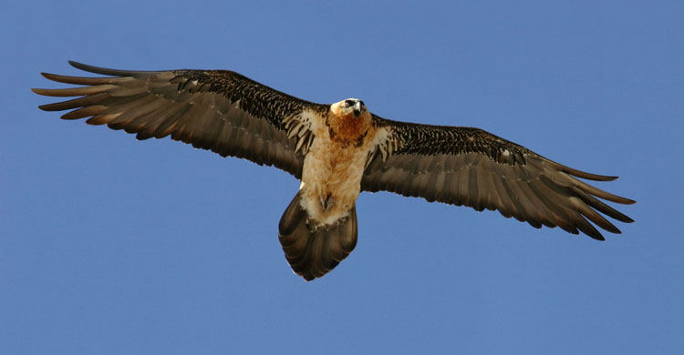 Gypaète barbu (Gypaetus barbatus) © Andras Kovacs www.RaptorImages.com