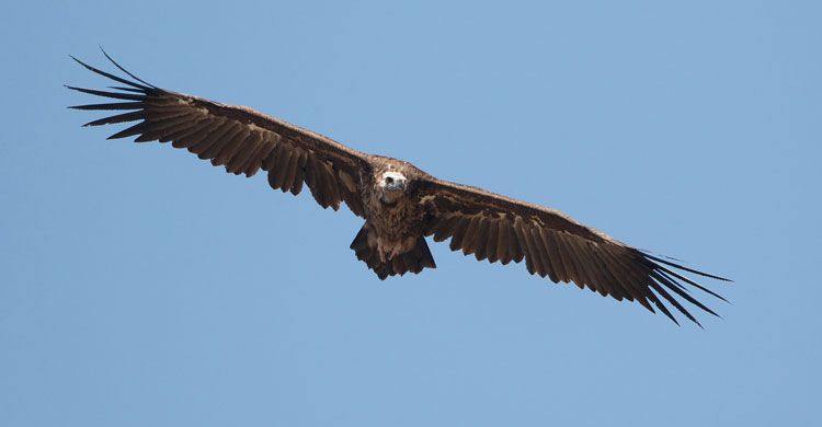 Cinereous Vulture (Aegypius monachus) © Gabor Papp, www.raptorimages.hu