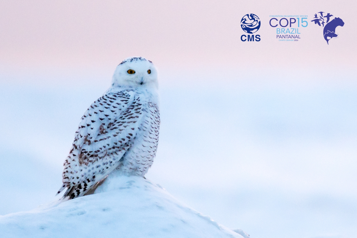 A Snowy Owl perched on a mound of ice and snow at sunset in Ontario, Canada. © Paul Hartley/Getty Images