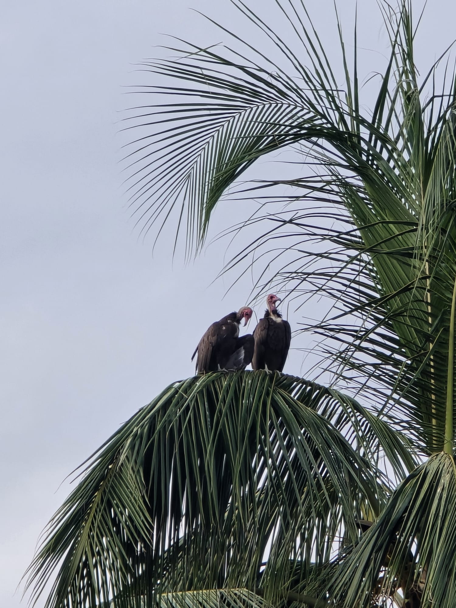 Hooded vultures on a palm tree 