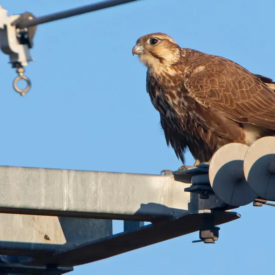 One Bird Every Three Seconds: Insights from the IFC Webinar on Preventing Bird Electrocution