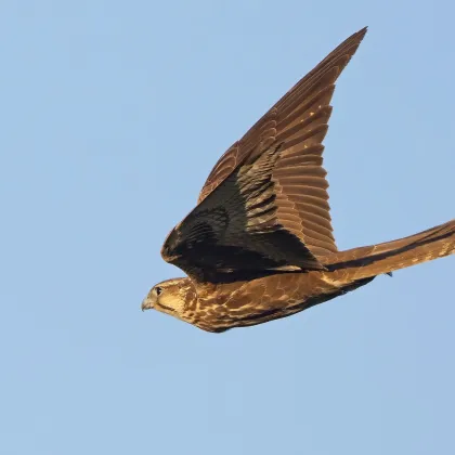 Landmark Seminar in Bishkek to Protect Central Asia's Birds of Prey