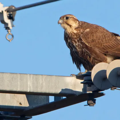 One Bird Every Three Seconds: Insights from the IFC Webinar on Preventing Bird Electrocution