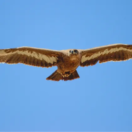 New Raptors MOU Resources Support Conservation of Migratory Birds of Prey Across Africa and Eurasia