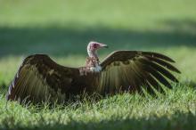 Hooded vulture in The Gambia. Photo by Pete Richman (CC BY 2.0)