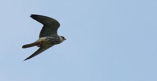 Amur Falcon