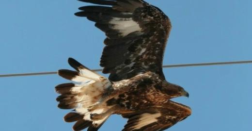 Golden Eagle (Aquila chrysaetos). © Marco A. Escudero