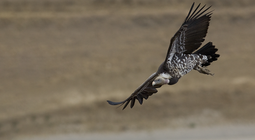 Rüppells Vulture © Andre Botha