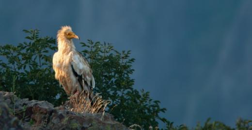 Egyptian Vulture (Neophron pernopterus)  © 2007 Sergey Dereliev (UNEP/AEWA), www.dereliev-photography.com