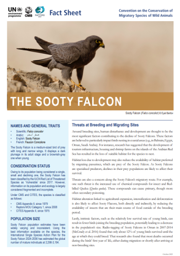 Fact sheet in the sooty falcon