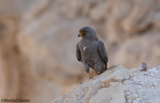 Photo: Sooty falcon © Meidad Goren