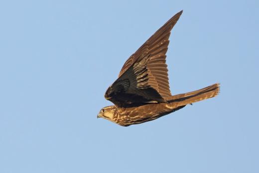 Saker Falcon @Andras Kovacs
