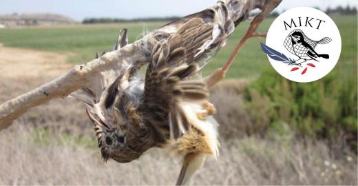 Fan-tailed Warbler trapped with a lime stick © BirdLife Cyprus