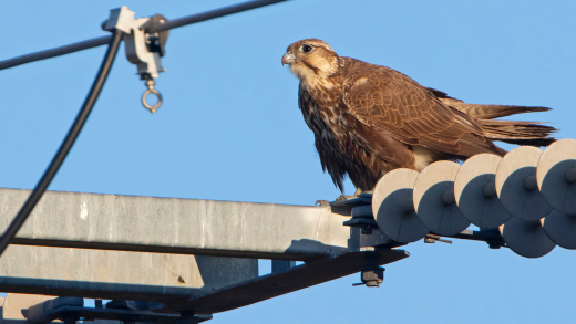 Saker falcon (Falco cherrug) perched on a powerline © Andras Kovacs