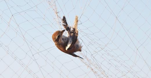 Trapped Migratory Bird © Basem Rabia