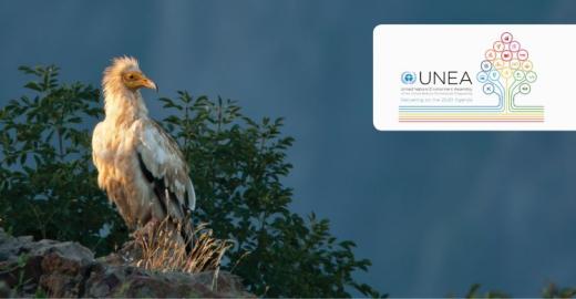 Egyptian Vulture  © Sergey Dereliev, www.dereliev-photography.com