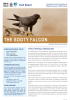 Fact sheet in the sooty falcon