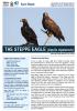 Steppe eagle fact sheet