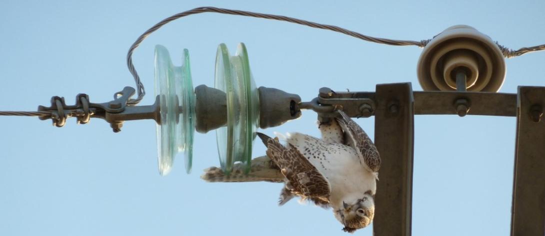 Electrocuted raptor